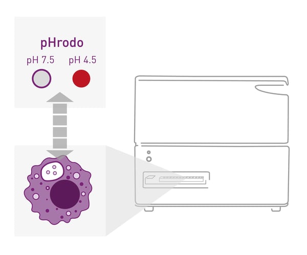 Fig. 1: Assay Principle. Fluorescence is emitted by pHrodo Red reporter coupled for phagocytosed beads upon sensing a decrease in phagosomal pH.