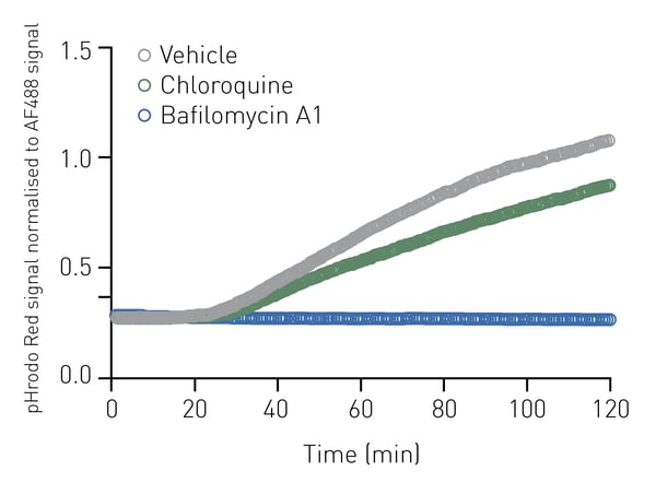 Fig. 3: RAW 264.7 cells were pre-treated with Bafi lomycin A1  (1 µM), Chloroquine (10 µM) or vehicle control for 30 min.  pHrodo Red fl uorescence was standardised to AF488  and plotted over time. An average of 3 technical replicates is shown. 