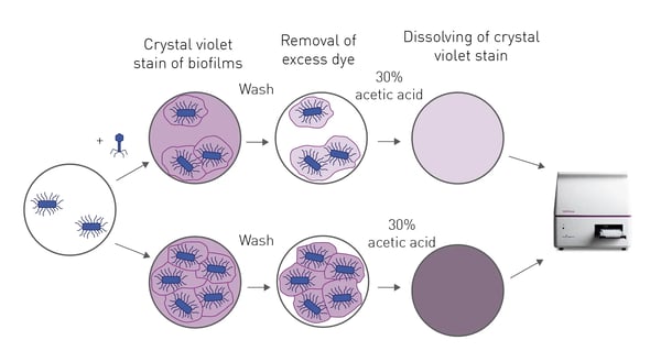 Fig. 5: The crystal violet biofilm assay. A bacterial biofilm is grown on the bottom of a 96-well microplate and subsequently treated with varying concentrations of phage (or another antimicrobial). The remaining adherent biofilm is then stained with crystal violet. Unbound dye is washed from the well and the bound dye is dissolved by addition of 30% acetic acid to each well. The absorbance of the supernatant at 595 nm is measured, which is proportional to the mass of the biofilm.