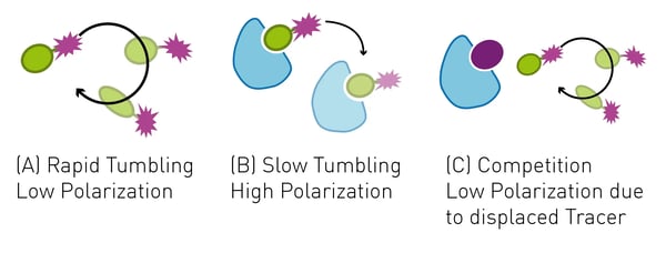 Fig. 5: Example of fluorescence polarization. Polarized excitation light is depolarized by the rapidly rotating ﬂuorescently labelled tracer peptide. Binding to the protein of interest increases the mass of the complex leading to slower rotation and hence emission of mainly polarized light.
