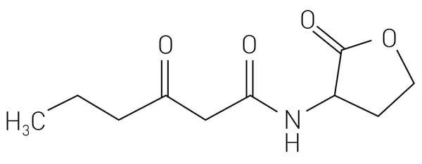 Fig. 1: The structure of N-(3-oxohexanoyl)homoserine lactone. 