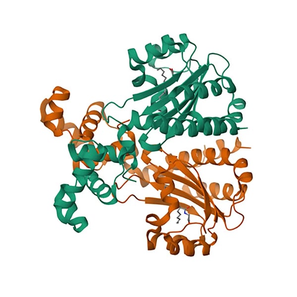 Fig. 4: Crystal structure of QscR, a LuxR family transcriptional regulator from Pseudomonas aeruginosa, bound to agonist S3. Credit: Image from the RCSB PDB (RCSB.org) of PDB ID 6CBQ Wysoczynski-Horita, C.L., Boursier, M.E., Hill, R., Hansen, K., Blackwell, H.E., Churchill, M.E.A. (2018) Mol Microbiol 108: 240-257 https://doi.org/10.2210/pdb6CBQ/pdb