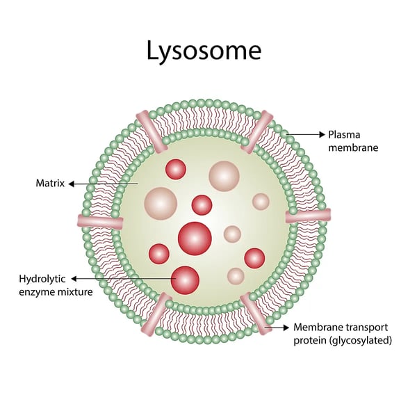 Fig. 1: The lysosome.