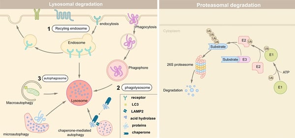 Fig. 2: The lysosomal and ubiquitin-proteasome pathways. 3
