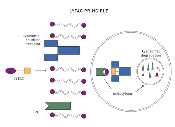 Fig. 5 The principle of LYTACs. 