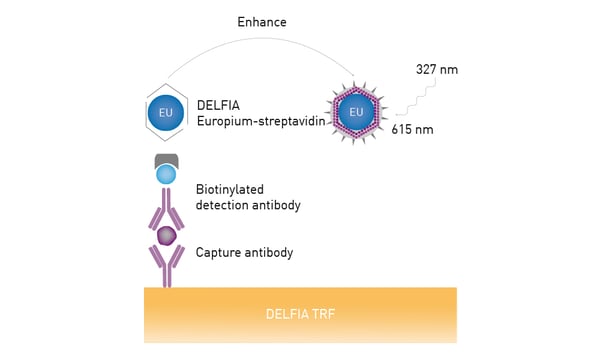 Fig. 1: Schematic of DELFIA TRF assay (adapted from PerkinElmer).